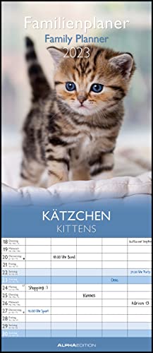 Bestes katzen im Jahr 2022 [Basierend auf 50 Expertenbewertungen]