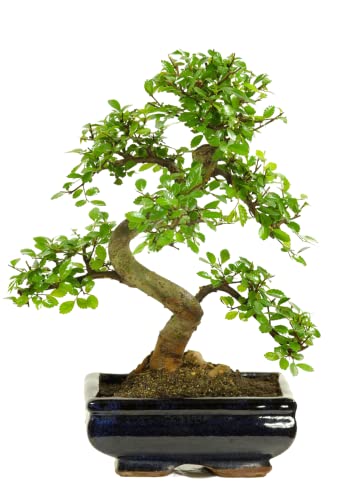 Bestes bonsai im jahr 2024 [Basierend auf 50 Expertenbewertungen]